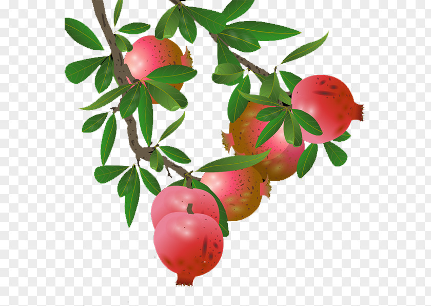 Pomegranate Lingonberry Apple PNG