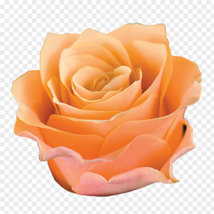 Rose Garden Roses Cut Flowers Petal PNG