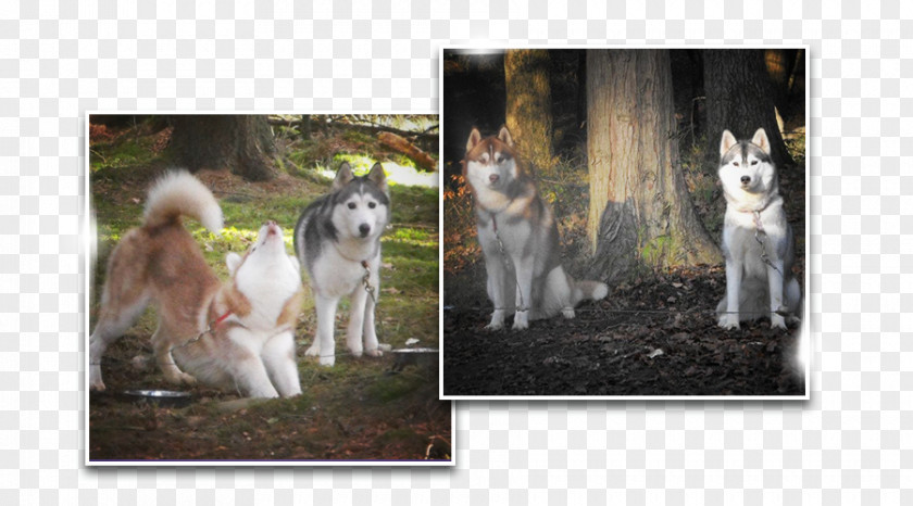 Dog Breed Photomontage Picture Frames PNG