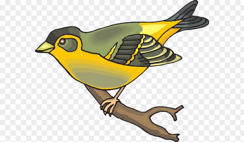 Finches Zebra Finch Society Clip Art PNG