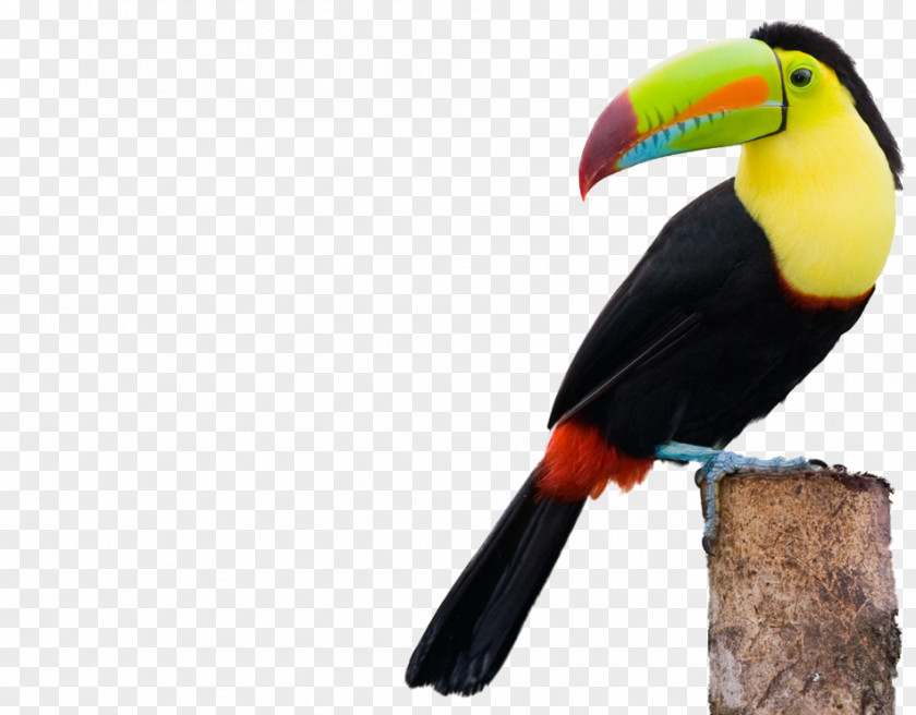 Iguana Keel-billed Toucan Toco Channel-billed Bird Collared Aracari PNG