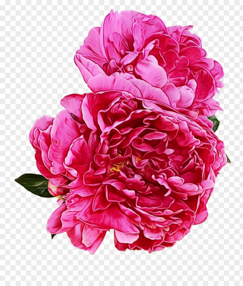 Peony Garden Roses Clip Art PNG