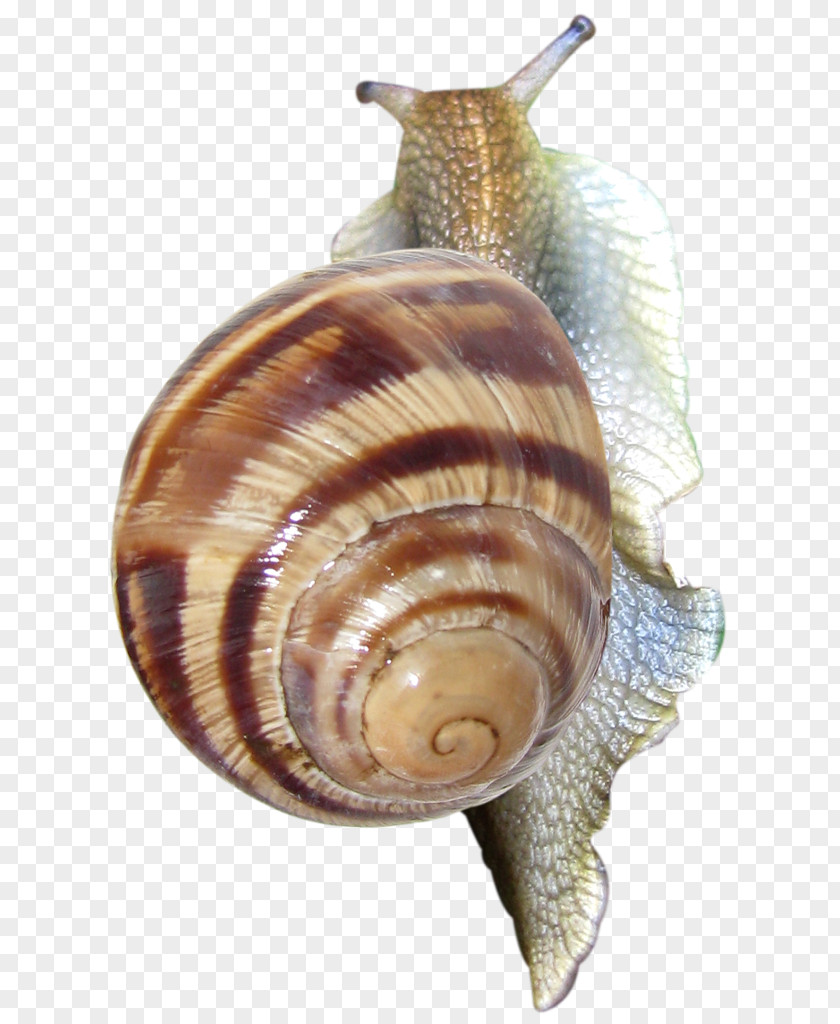 Snail Pond Snails Clip Art PNG