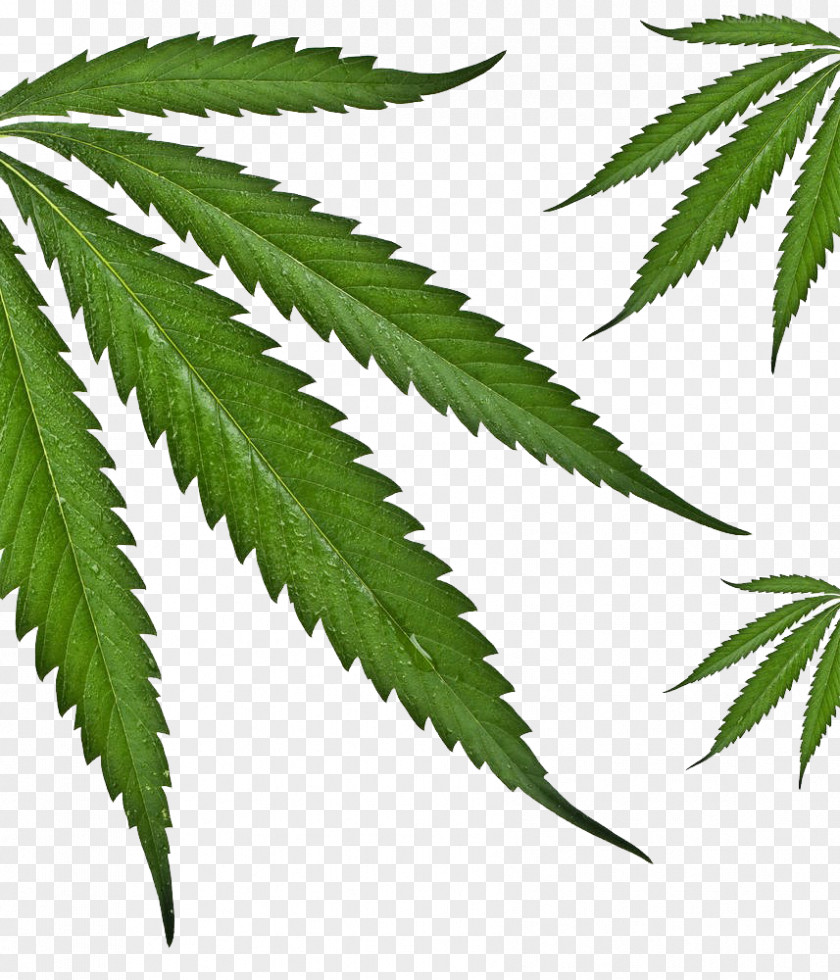 Cannabis Picture Hemp Stock Photography PNG