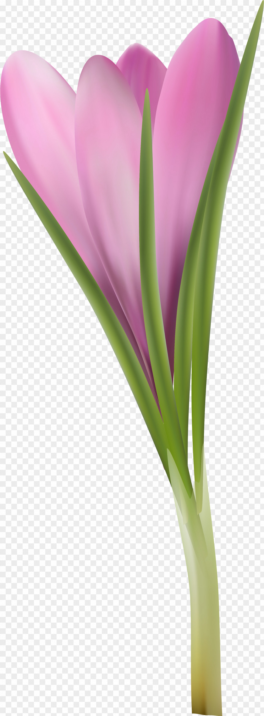 Crocus Flowering Plant Purple Lilac Violet PNG