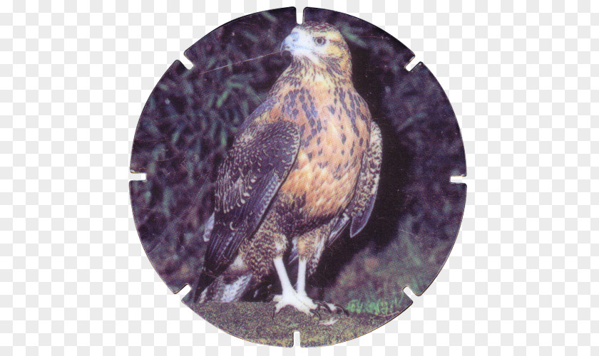Eagle Hawk Common Buzzard Fauna PNG