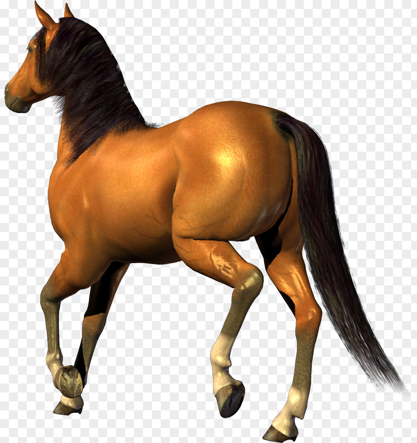 Fire Horse Stallion Mare Mustang Foal Clip Art PNG