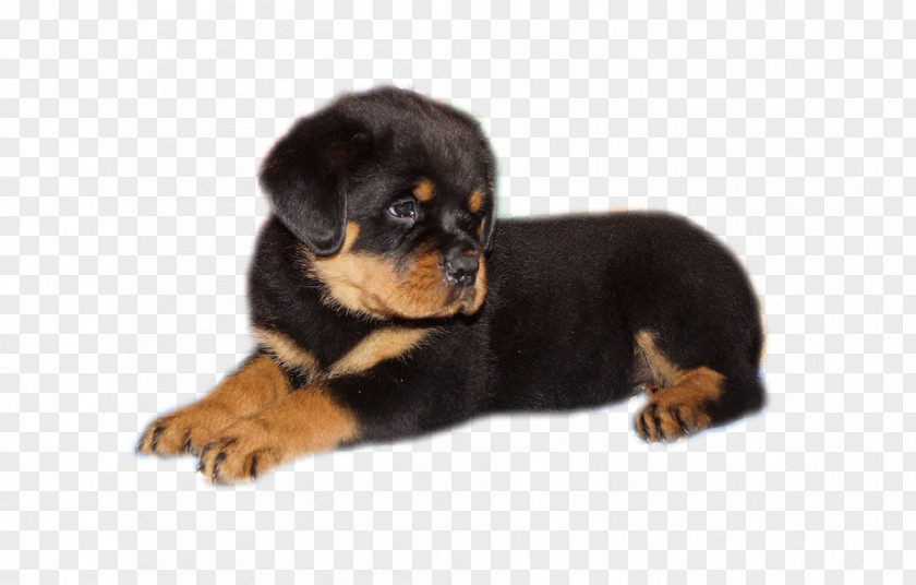 Puppy Rottweiler Companion Dog Breed PNG