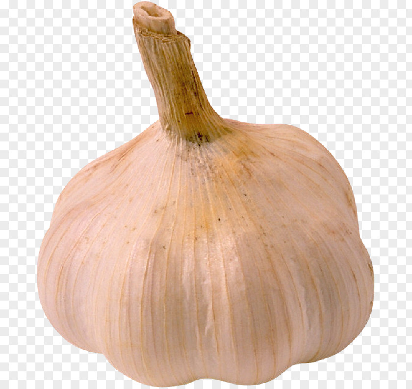 Garlic Elephant Shallot Yellow Onion Vegetable PNG