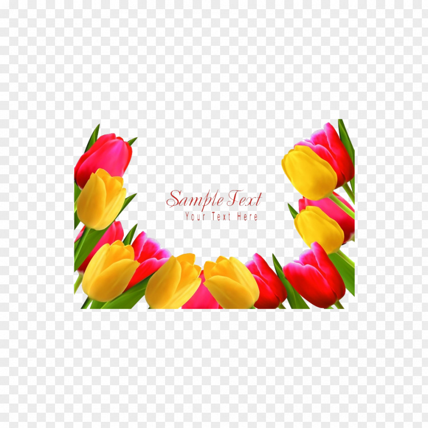 Tulip Indira Gandhi Memorial Garden Flower Stock Photography PNG