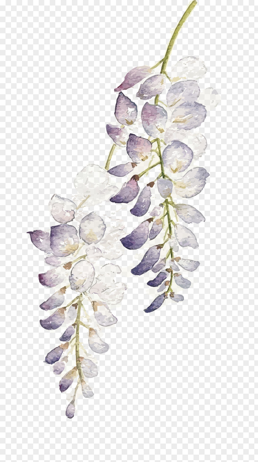 Watercolor Flowers Flower Painting Wisteria Floribunda PNG