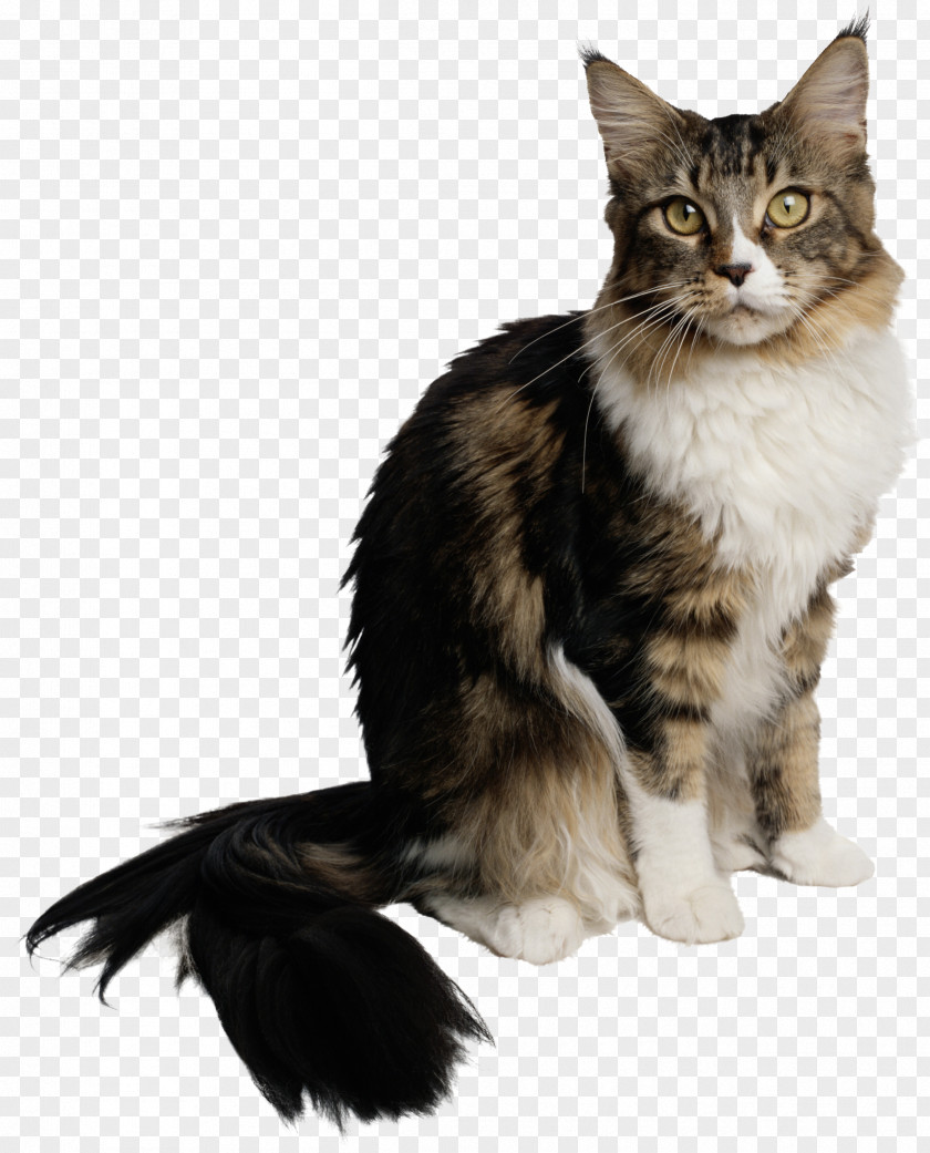 Cats PNG clipart PNG