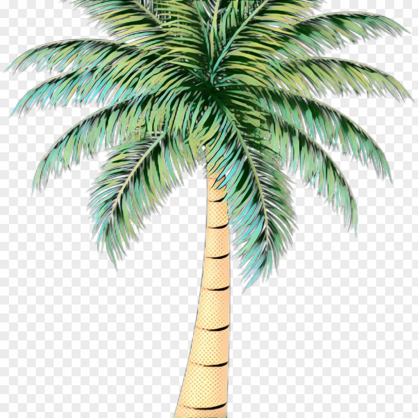 Desert Palm Borassus Flabellifer Oil Tree PNG