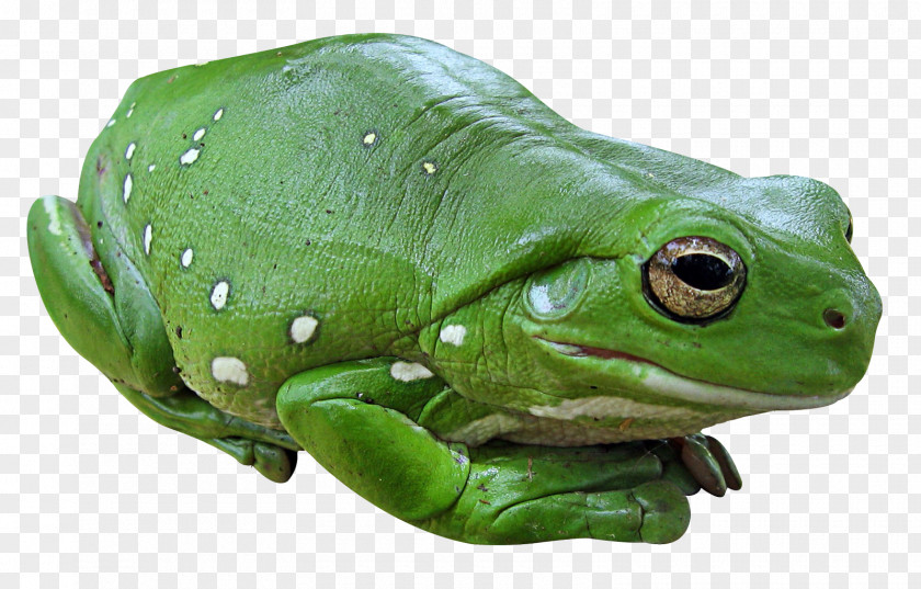 Frog Pacific Tree PNG