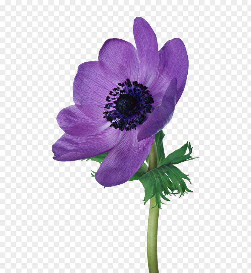 Poppy Anemone Cut Flowers PNG