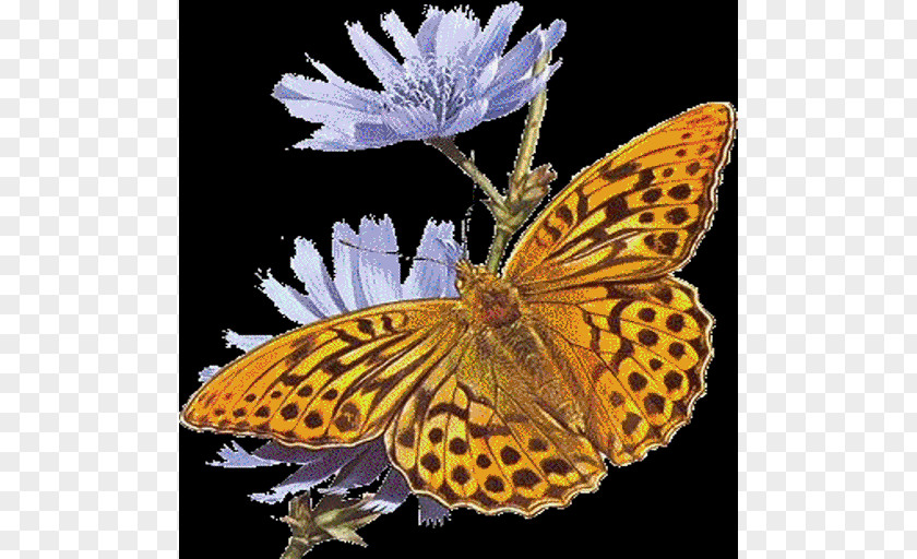 Chicory Wiki GIF Clip Art Butterfly Animation PNG