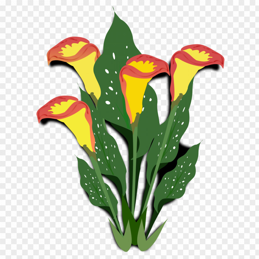 Flora Flower Arum-lily Clip Art PNG