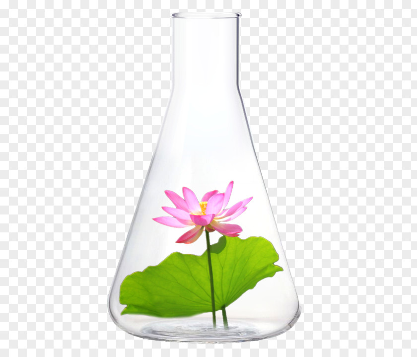 Nelumbo Nucifera Glass Bottle Vase Liquid PNG