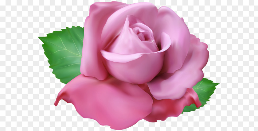 Pink Flamingo Drink Garden Roses Clip Art Image Cabbage Rose PNG