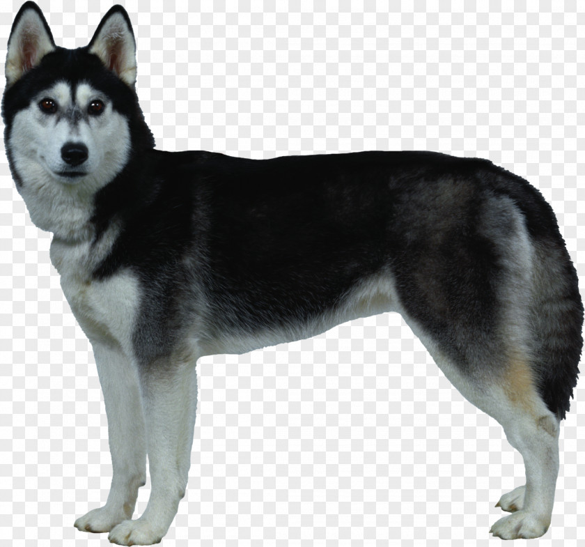 Puppy Siberian Husky German Shepherd Labrador Retriever PNG