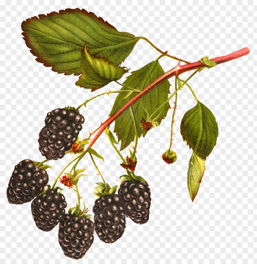 Raspberries White Blackberry Fruit Clip Art PNG