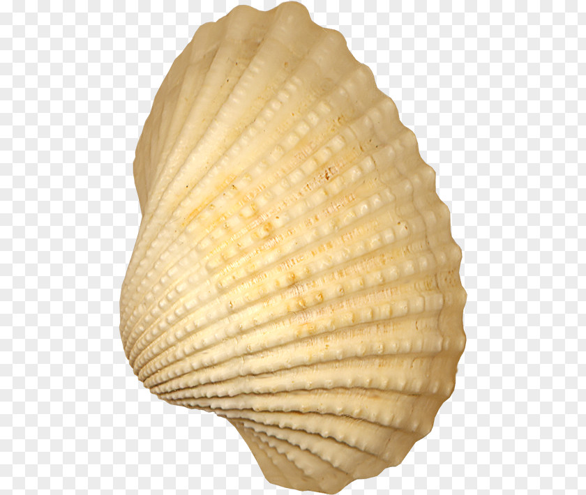 Shell Cockle Seashell Conchology PNG