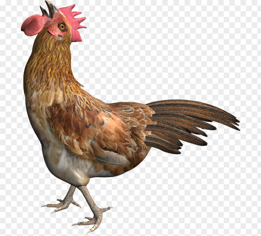 Chicken Rooster Poultry PNG