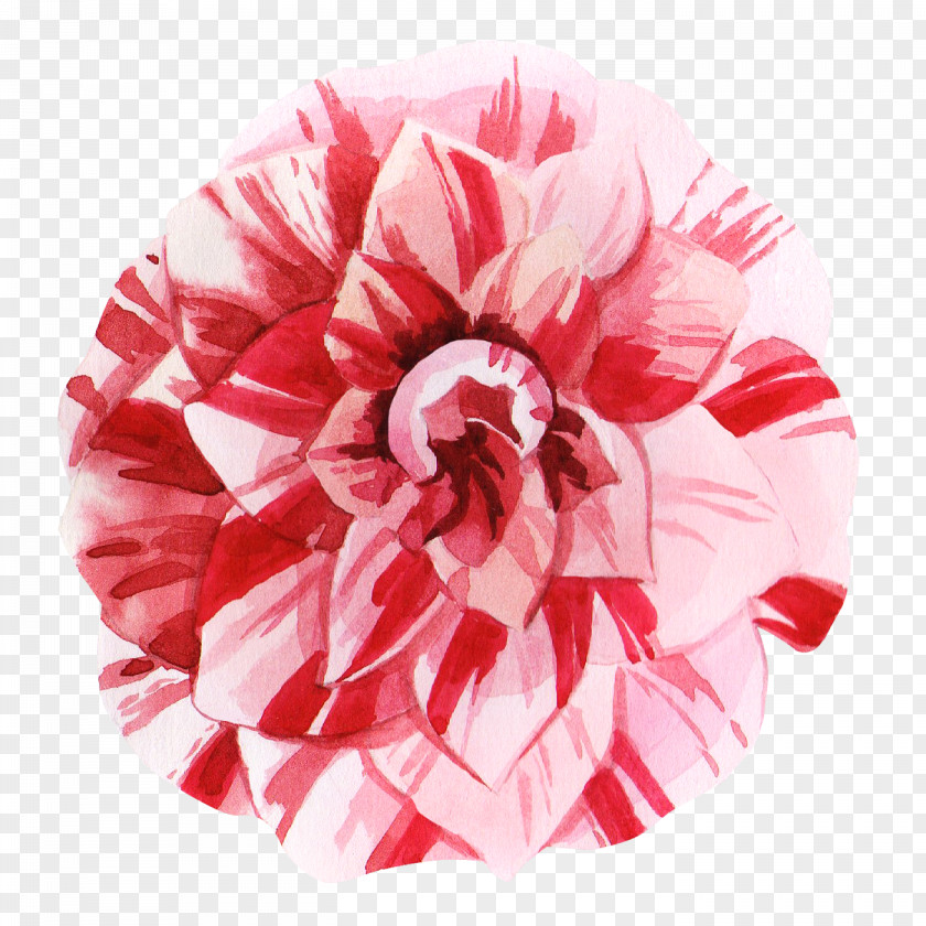 Pink Family Plant Red Maple Leaf PNG