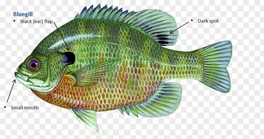 The Fish Out Of Water Tilapia Bluegill Redear Sunfish Sunfishes Green PNG