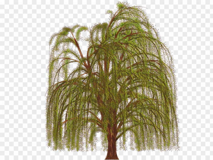 Willow Grass Family Palm Tree Background PNG