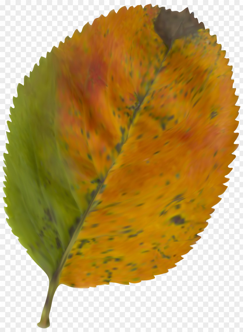 Beautiful Autumn Leaf Clipart Image Color Clip Art PNG