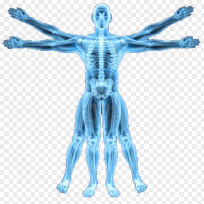 Biomechanics Human Body Homo Sapiens Anatomy Biological System PNG