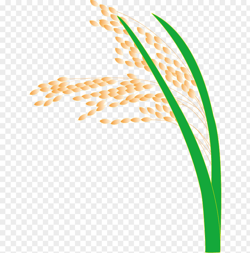 Paddy,Rice,Rice,Hedao Rice Paddy Field PNG