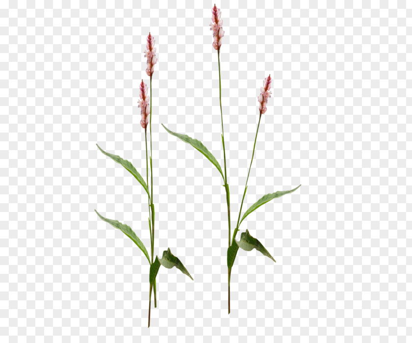 Pale Smartweed Plant Stem Flower PNG