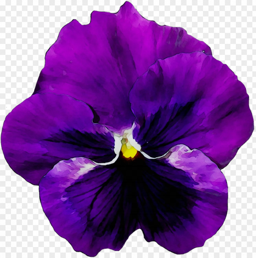 Pansy Flower Violet Image PNG