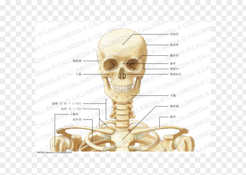 Skeleton Human Anatomy Neck Bone Coronal Plane PNG