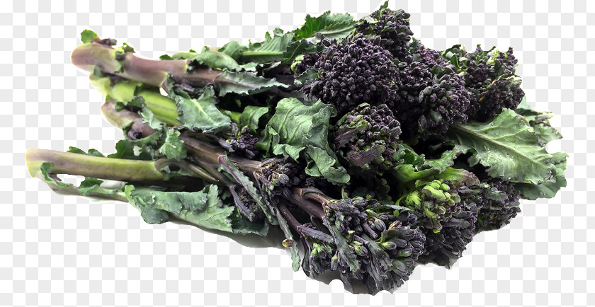 Broccoli Sprouts Broccolini Vegetarian Cuisine Curly Kale Rapini PNG