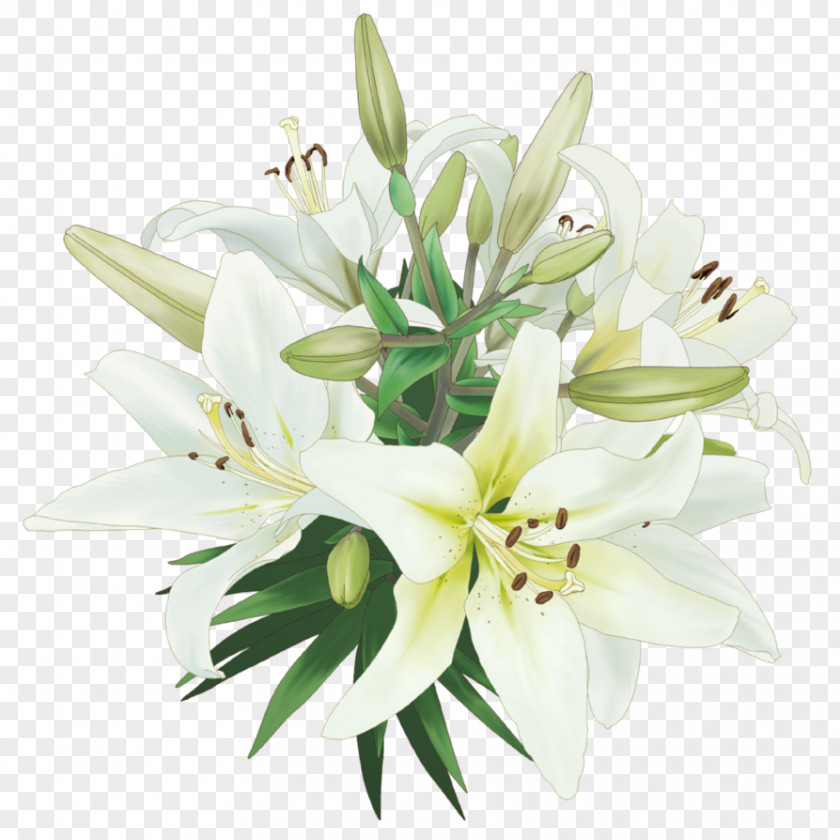 Callalily Drawing For Kids, Painting Lilium Flower PNG