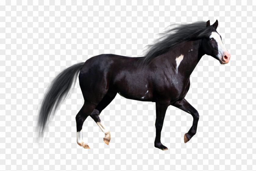 Design Stallion American Paint Horse Pintabian Drawing PNG