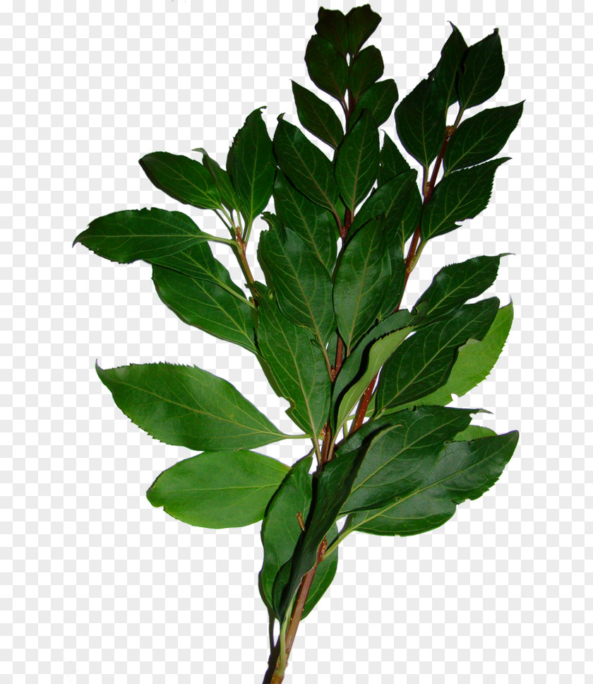 Oil Green Leaves Bay Laurel Leaf Tree Shrub PNG