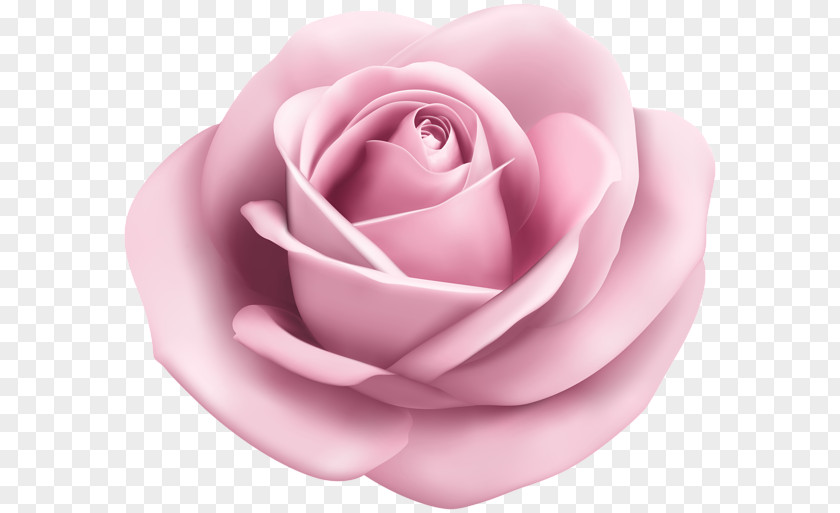 Soft Rose Clip Art PNG