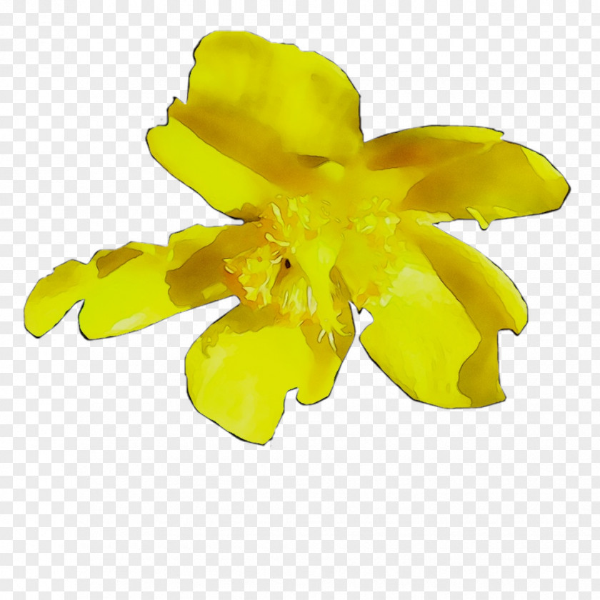 Yellow Cut Flowers Flowering Plant Plants PNG