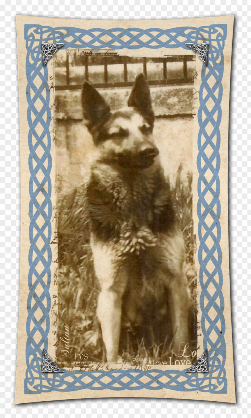 Dog Breed Fauna Picture Frames PNG
