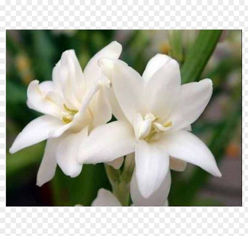 Flower Tuberose Perfume Rajnigandha Phool Tumhare PNG
