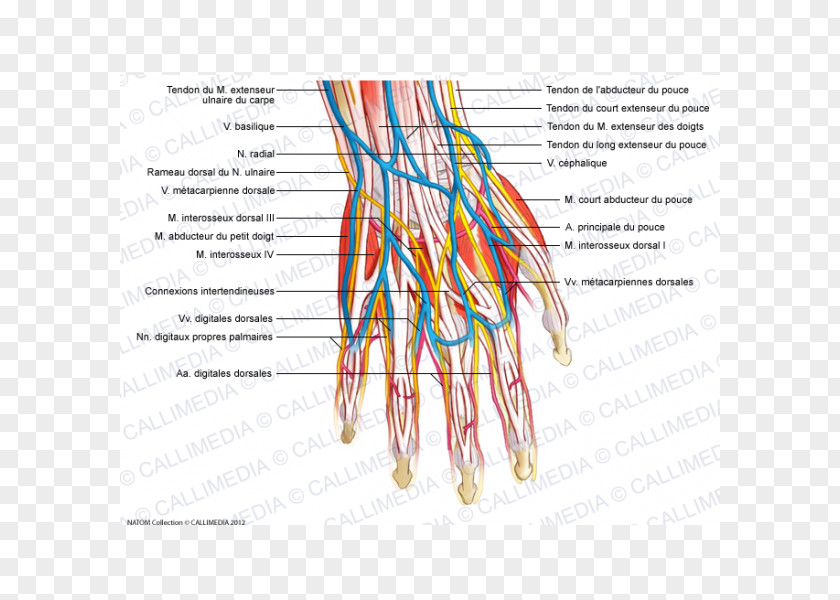 Hand Blood Vessel Nervous System Muscle Muscular PNG
