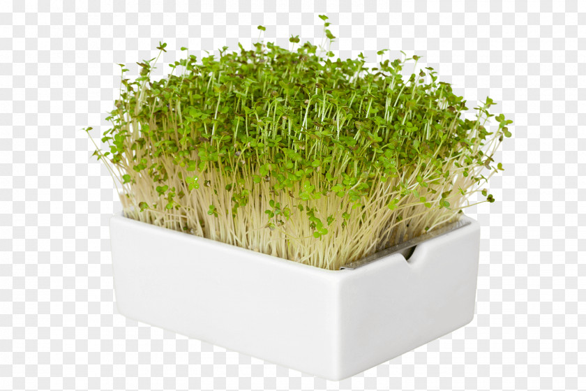 Design Flowerpot Herb Microgreen Industrial Garden PNG