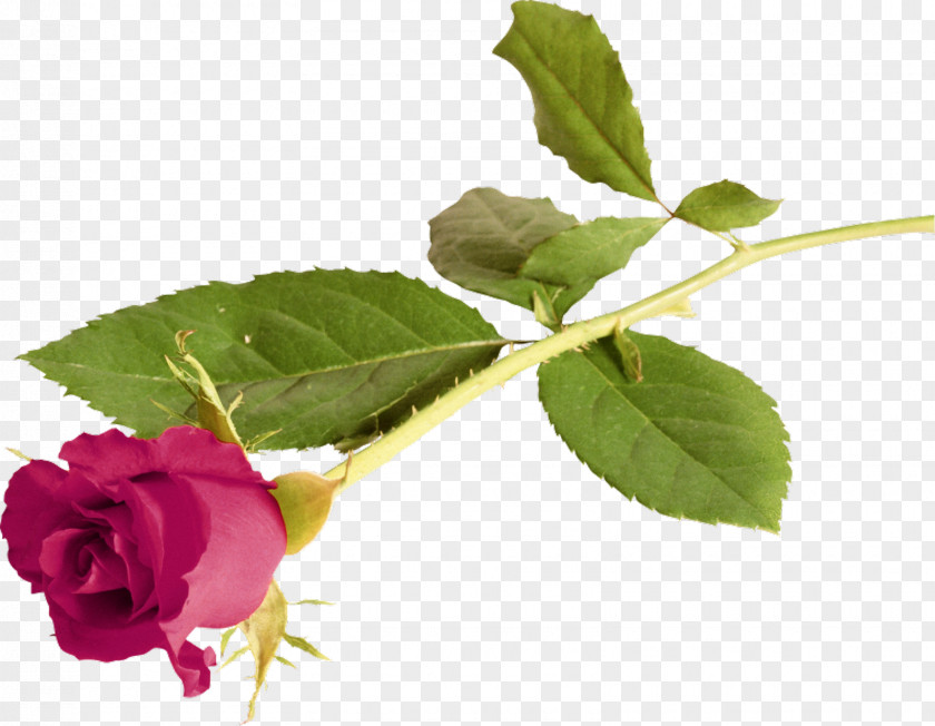 Lilac Rose Love Flower Gratitude PNG