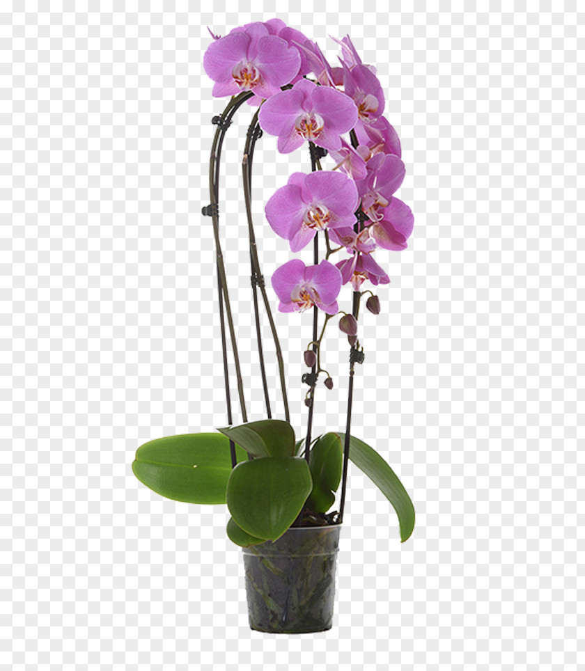 Luxuriant Phalaenopsis Equestris Cut Flowers Crimson Cattleya Orchids Dendrobium PNG