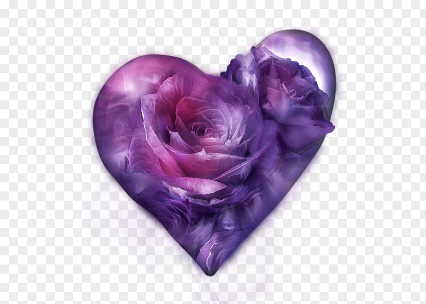 Purple Rose T-shirt Flower Lavender PNG