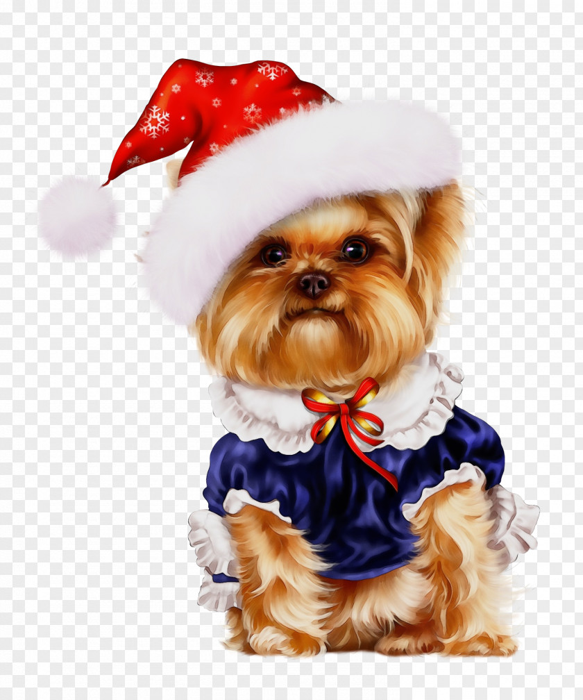 Toy Dog Shih Tzu Clothes Yorkshire Terrier Puppy Companion PNG